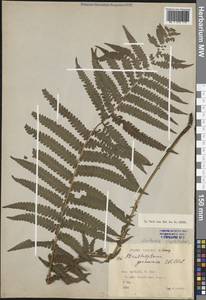 Matteuccia struthiopteris (L.) Tod., Caucasus, Georgia (K4) (Georgia)