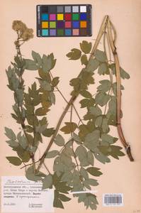 Thalictrum flavum L., Eastern Europe, Lower Volga region (E9) (Russia)