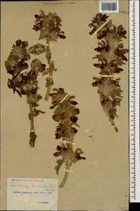 Phlomoides laciniata (L.) Kamelin & Makhm., Caucasus, Georgia (K4) (Georgia)