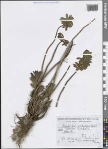 Euphorbia hirsuta L., Caucasus, Georgia (K4) (Georgia)