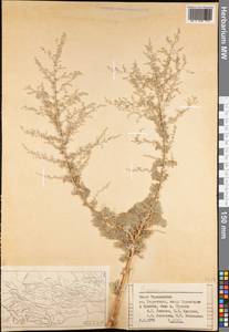 Artemisia, Middle Asia, Pamir & Pamiro-Alai (M2) (Tajikistan)
