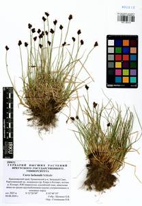Carex lachenalii Schkuhr , nom. cons., Siberia, Altai & Sayany Mountains (S2) (Russia)