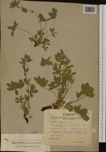 Potentilla caulescens L., Western Europe (EUR) (Austria)