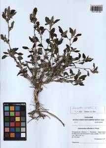 Amaranthus retroflexus L., Siberia, Altai & Sayany Mountains (S2) (Russia)