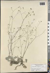 Pimpinella tragium Vill., South Asia, South Asia (Asia outside ex-Soviet states and Mongolia) (ASIA) (Turkey)