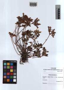 KUZ 003 377, Phedimus hybridus (L.) 't Hart, Siberia, Altai & Sayany Mountains (S2) (Russia)