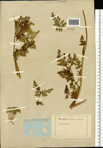 Conioselinum tataricum Hoffm., Siberia, Baikal & Transbaikal region (S4) (Russia)