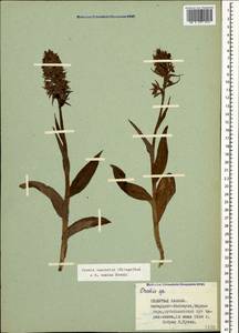 Dactylorhiza euxina (Nevski) Czerep., Caucasus, Stavropol Krai, Karachay-Cherkessia & Kabardino-Balkaria (K1b) (Russia)