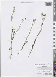 Crepis tectorum L., Eastern Europe, Lower Volga region (E9) (Russia)