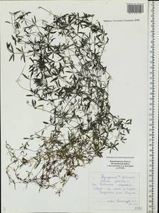 Galium palustre L., Eastern Europe, Central region (E4) (Russia)
