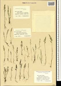 Catapodium rigidum (L.) C.E.Hubb., Crimea (KRYM) (Russia)