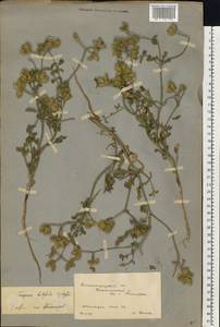 Turgenia latifolia (L.) Hoffm., Eastern Europe, Lower Volga region (E9) (Russia)