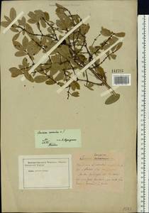 Lonicera caerulea L., Siberia, Baikal & Transbaikal region (S4) (Russia)