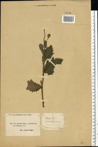 Papaver somniferum L., Eastern Europe, Northern region (E1) (Russia)