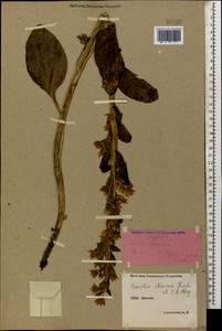 Swertia iberica Fisch. ex C. A. Mey., Caucasus, Stavropol Krai, Karachay-Cherkessia & Kabardino-Balkaria (K1b) (Russia)