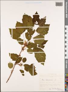 Acer tataricum L., Siberia, Western Siberia (S1) (Russia)