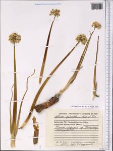 Allium galanthum Kar. & Kir., Middle Asia, Dzungarian Alatau & Tarbagatai (M5) (Kazakhstan)