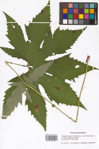 Filipendula digitata (Willd.) Bergmans, Siberia, Russian Far East (S6) (Russia)