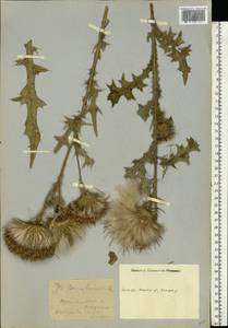 Cirsium vulgare (Savi) Ten., Eastern Europe, Moscow region (E4a) (Russia)