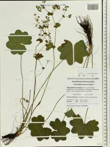 Alchemilla monticola Opiz, Eastern Europe, Northern region (E1) (Russia)