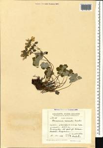 Geranium renardii Trautv. in Trautv., Regel, Maxim. & C. Winkl., Caucasus, Georgia (K4) (Georgia)
