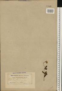 Vaccinium vitis-idaea L., Eastern Europe, Belarus (E3a) (Belarus)