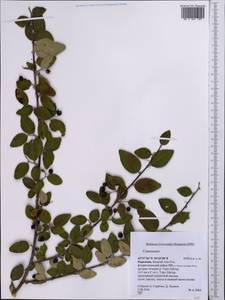 Cotoneaster, Middle Asia, Northern & Central Tian Shan (M4) (Kyrgyzstan)