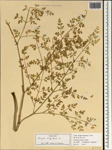 Ferula tingitana L., South Asia, South Asia (Asia outside ex-Soviet states and Mongolia) (ASIA) (Turkey)