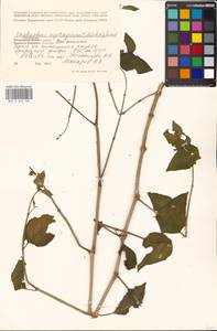 Mirabilis nyctaginea (Michx.) MacMill., Eastern Europe, Moscow region (E4a) (Russia)