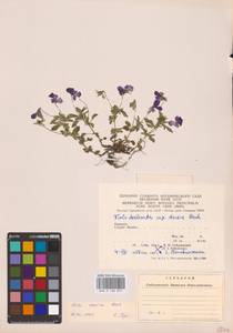 Viola declinata Waldst. & Kit., Eastern Europe, West Ukrainian region (E13) (Ukraine)