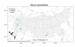 Apium graveolens L., Atlas of the Russian Flora (FLORUS) (Russia)