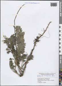 Artemisia armeniaca Lam., Eastern Europe, Middle Volga region (E8) (Russia)