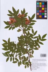 Rosa davurica Pall., Eastern Europe, Moscow region (E4a) (Russia)