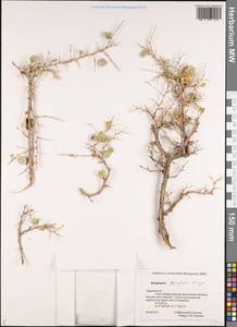 Atraphaxis pyrifolia Bunge, Middle Asia, Pamir & Pamiro-Alai (M2) (Tajikistan)