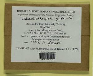 Schwetschkeopsis fabronia (Schwägr.) Broth., Bryophytes, Bryophytes - Russian Far East (excl. Chukotka & Kamchatka) (B20) (Russia)