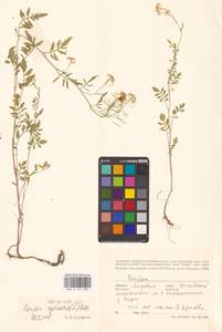 Rorippa sylvestris (L.) Besser, Eastern Europe, Moldova (E13a) (Moldova)