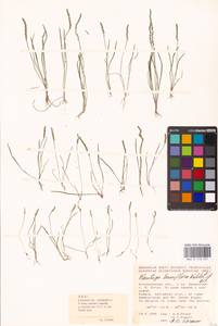 Plantago tenuiflora Waldst. & Kit., Eastern Europe, Lower Volga region (E9) (Russia)