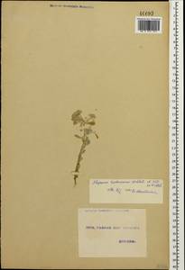 Odontarrhena tortuosa (Waldst. & Kit. ex Willd.) C.A.Mey., Caucasus, Georgia (K4) (Georgia)
