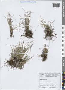 Carex rupestris All., Siberia, Central Siberia (S3) (Russia)