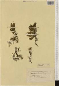 Ceratophyllum submersum L., Western Europe (EUR) (Not classified)