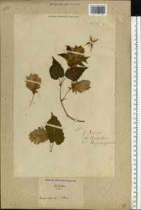 Humulus lupulus L., Eastern Europe, North Ukrainian region (E11) (Ukraine)