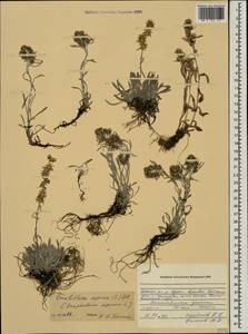 Omalotheca supina (L.) DC., Caucasus, North Ossetia, Ingushetia & Chechnya (K1c) (Russia)