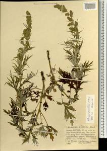 Artemisia brachyphylla Kitam., Mongolia (MONG) (Mongolia)