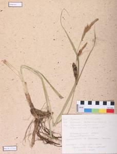 Calamagrostis epigejos (L.) Roth, Siberia, Altai & Sayany Mountains (S2) (Russia)