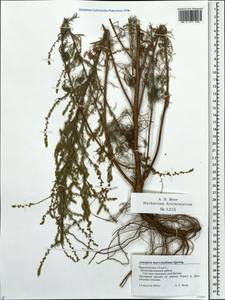 Artemisia marschalliana Spreng., Eastern Europe, Central forest-and-steppe region (E6) (Russia)