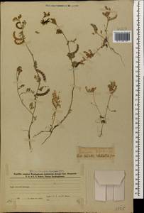 Hippocrepis unisiliquosa subsp. armena Lassen, Caucasus, Azerbaijan (K6) (Azerbaijan)