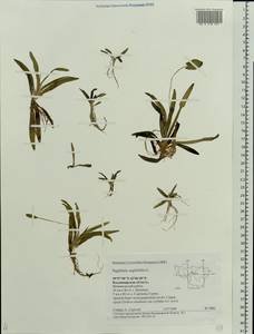 Sagittaria sagittifolia L., Eastern Europe, Central region (E4) (Russia)