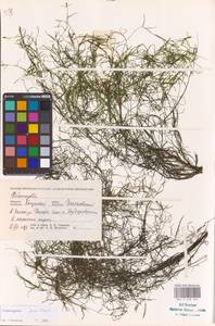 Potamogeton pusillus L., Eastern Europe, Central region (E4) (Russia)