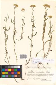 Achillea ×submicrantha Tzvelev, Eastern Europe, Lower Volga region (E9) (Russia)