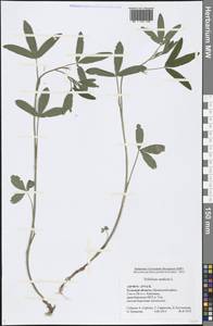 Trifolium medium L., Eastern Europe, Central region (E4) (Russia)